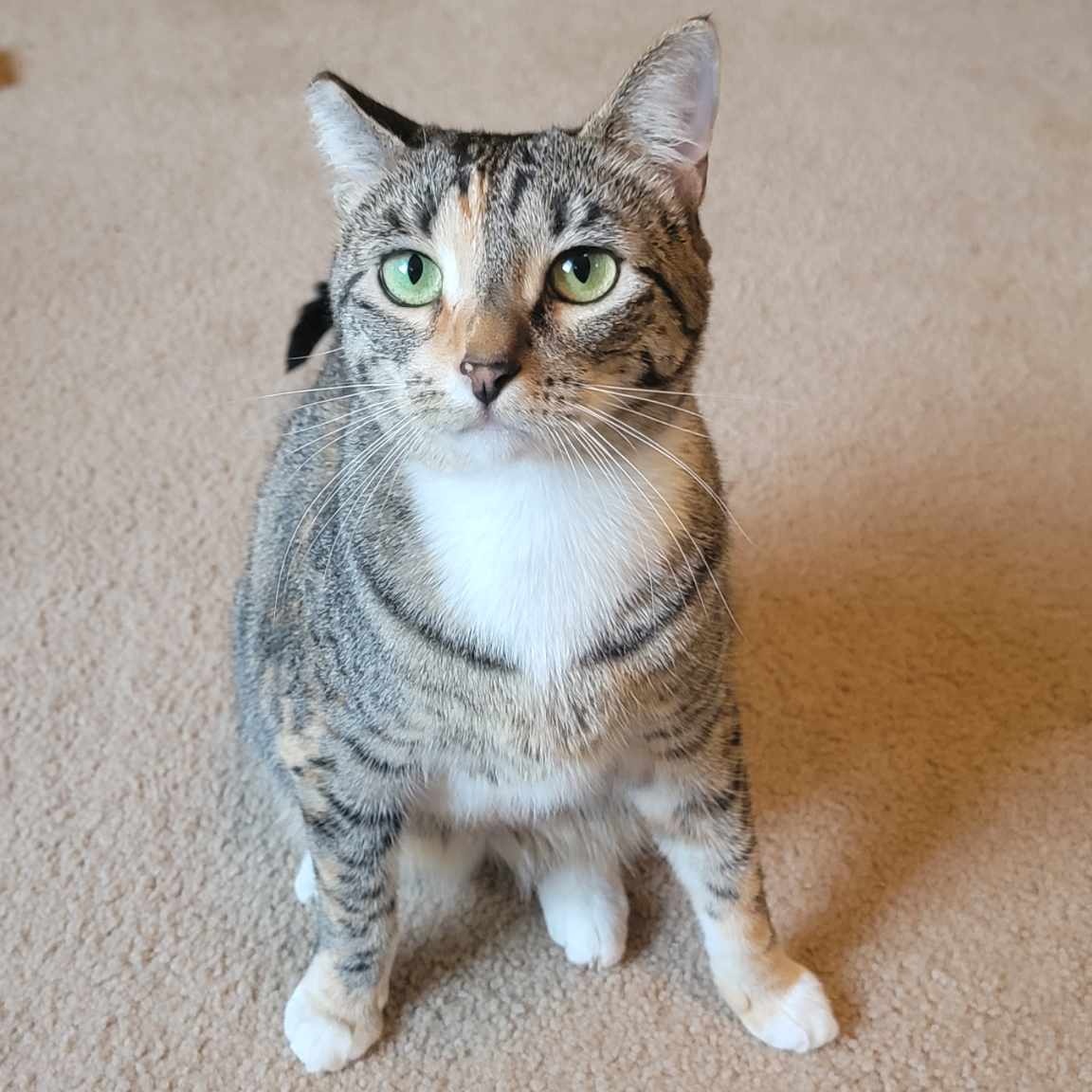 Enlarge Bella and Gigi (paired only), a Adoptable mixed breed in Steilacoom, WA image 1/11