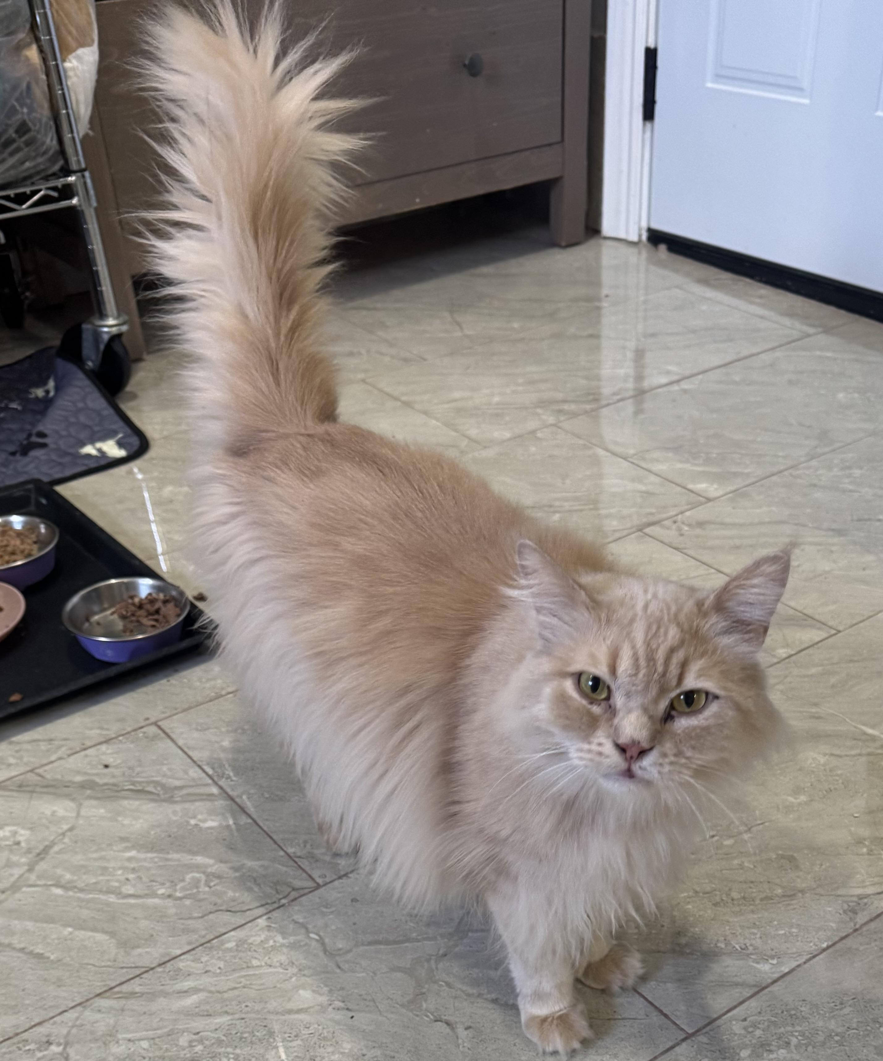 Huggies- VANESSA ASHLEY BLAIR, adopted, Young Male Norwegian Forest Cat & Calico.