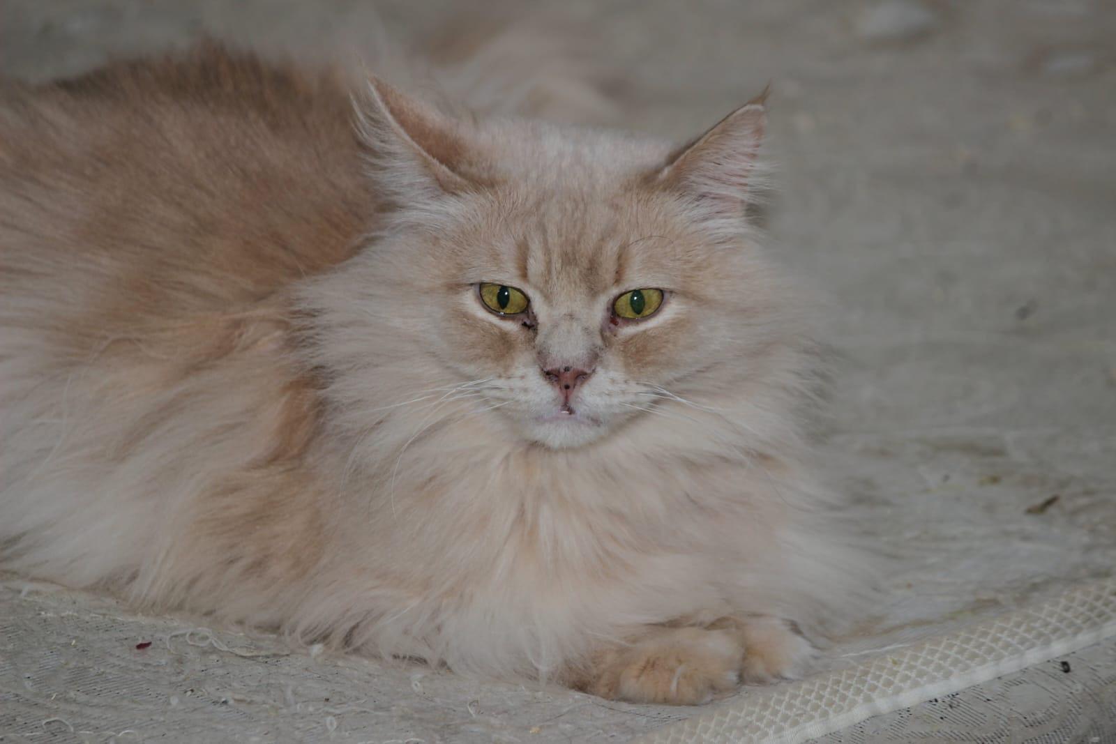 Enlarge Huggies- VANESSA ASHLEY BLAIR, an adopted mixed breed in Brampton, ON image 4/6
