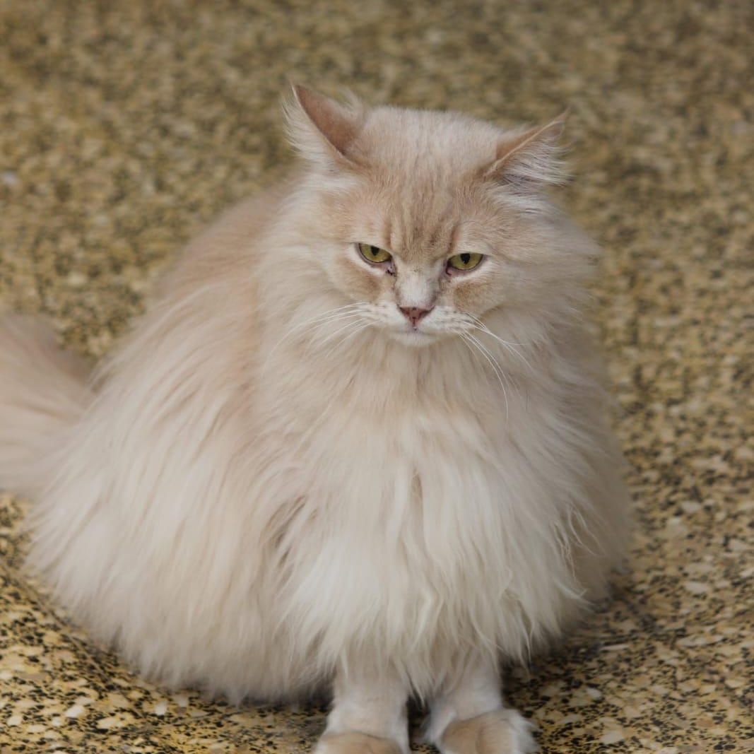 Enlarge Huggies- VANESSA ASHLEY BLAIR, an adopted mixed breed in Brampton, ON image 3/6