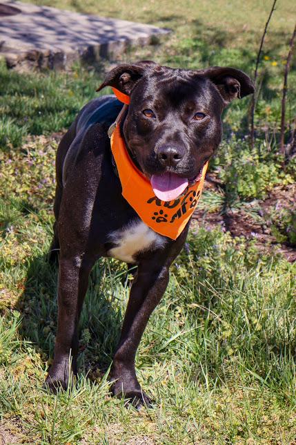 Enlarge Phantom, an adoptable Pit Bull Terrier in Hollister, MO image 1/3