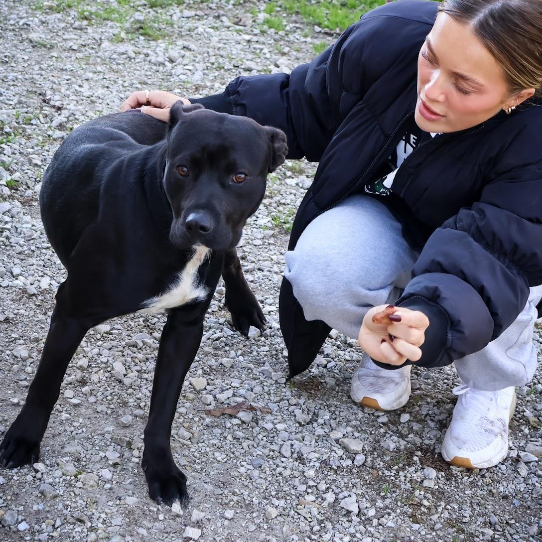 Enlarge Phantom, a Adoptable Pit Bull Terrier in Hollister, MO image 1/2