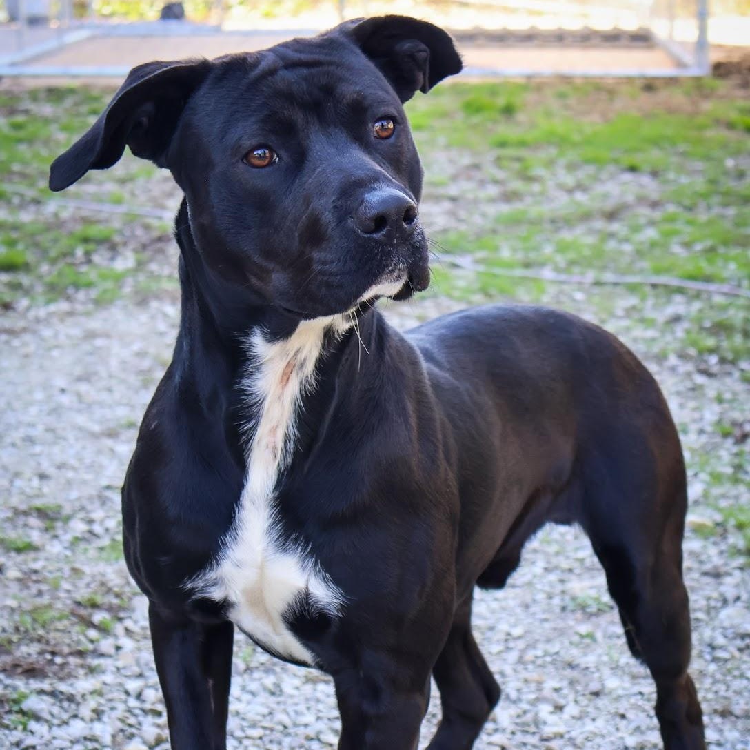 Phantom, adoptable, Adult Male Pit Bull Terrier.