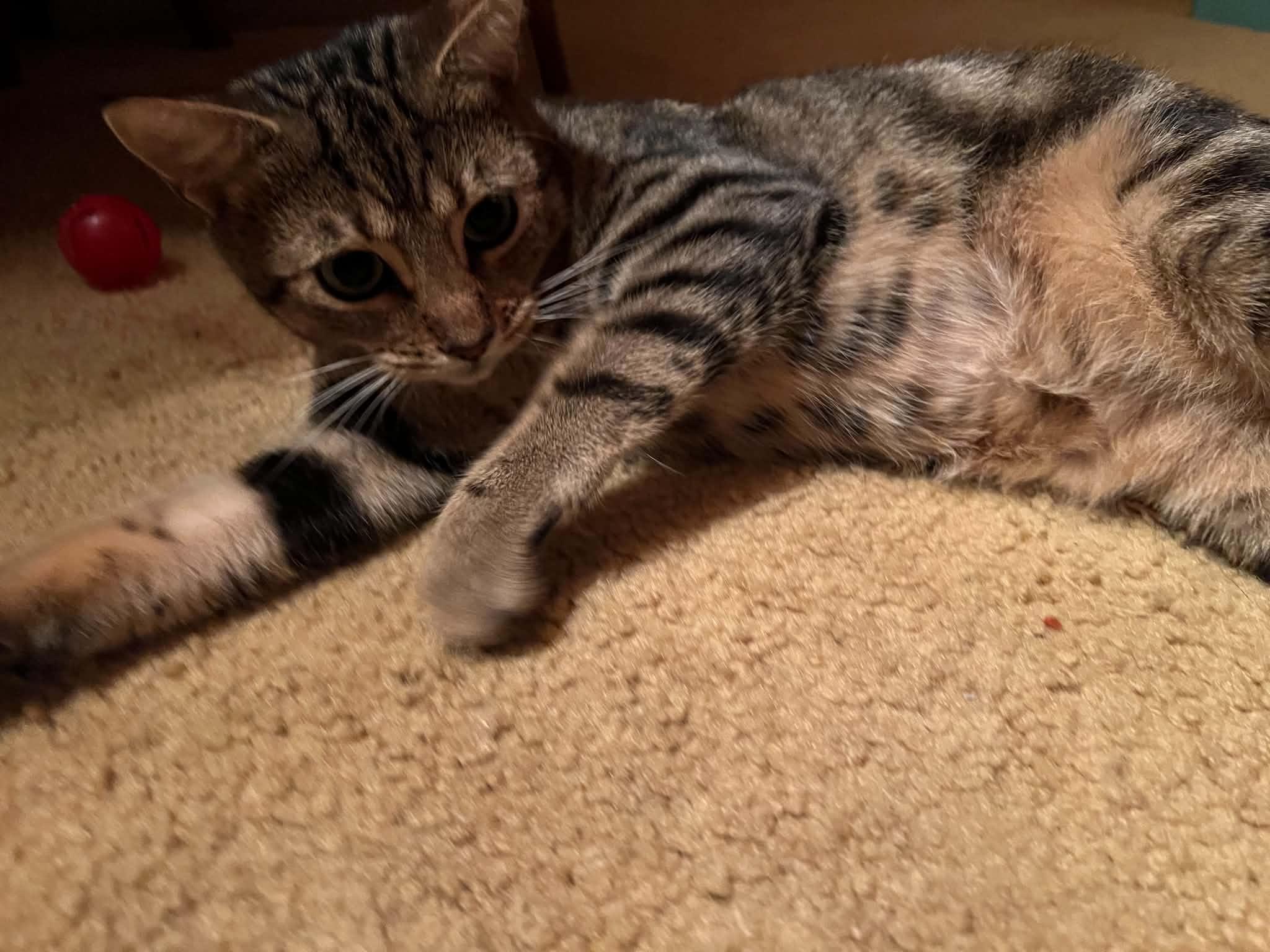 Enlarge French Fry, a Adopted Domestic Short Hair in Bellmawr, NJ image 6/6