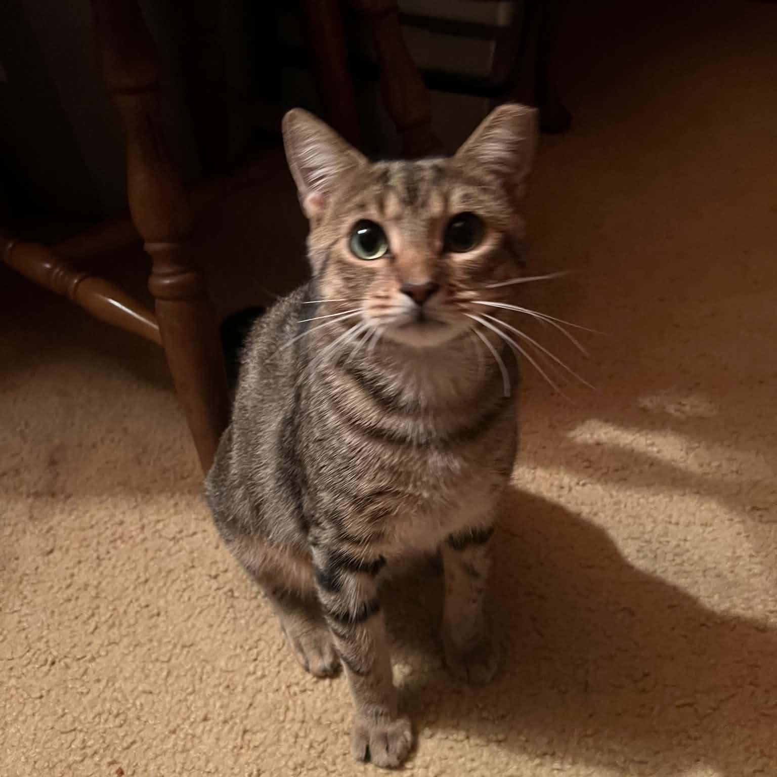 Enlarge French Fry, a Adopted Domestic Short Hair in Bellmawr, NJ image 2/6