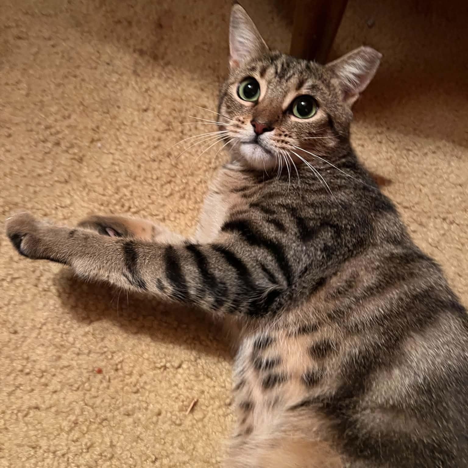 French Fry, Adopted, Young Male Domestic Short Hair.