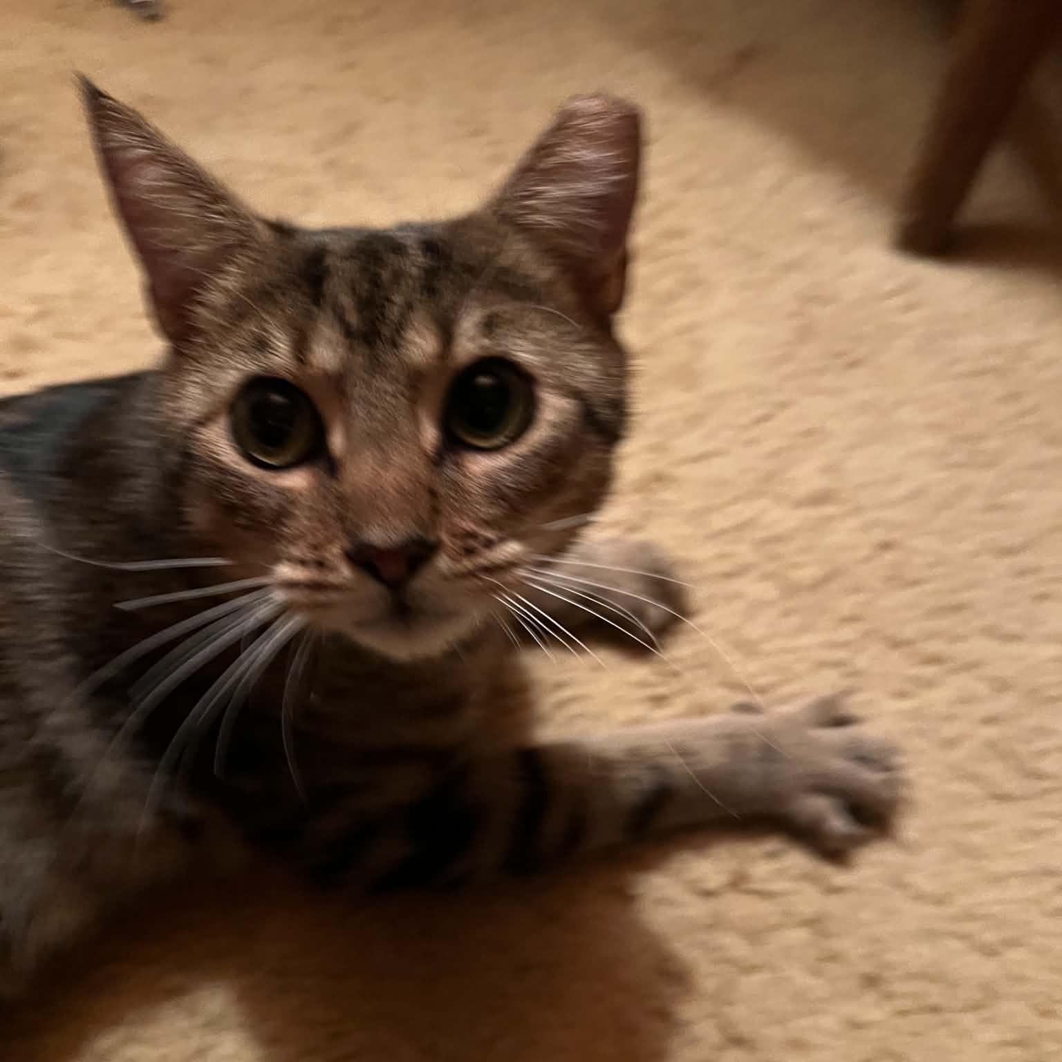 Enlarge French Fry, a Adopted Domestic Short Hair in Bellmawr, NJ image 3/6