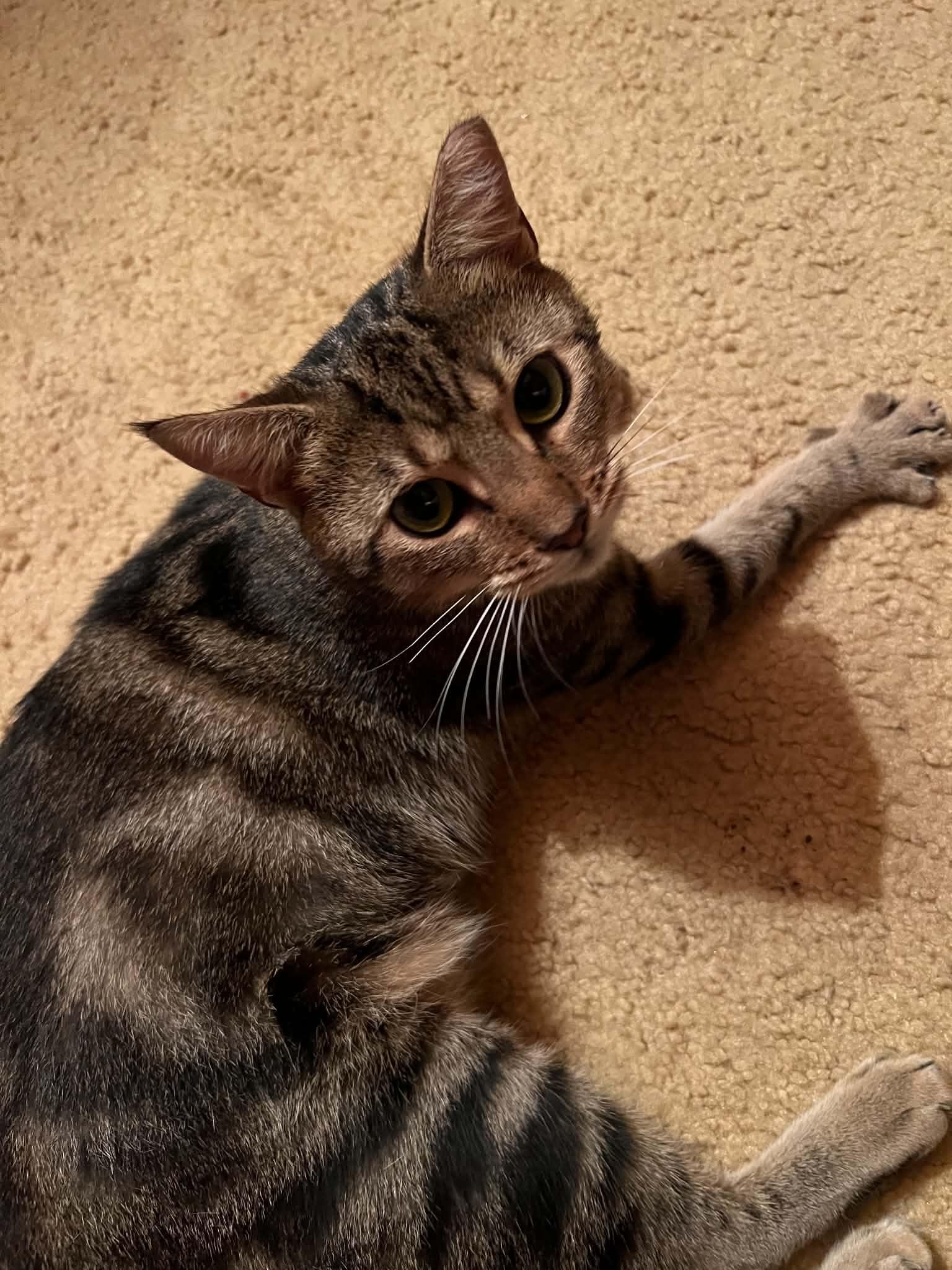 Enlarge French Fry, a Adopted Domestic Short Hair in Bellmawr, NJ image 4/6