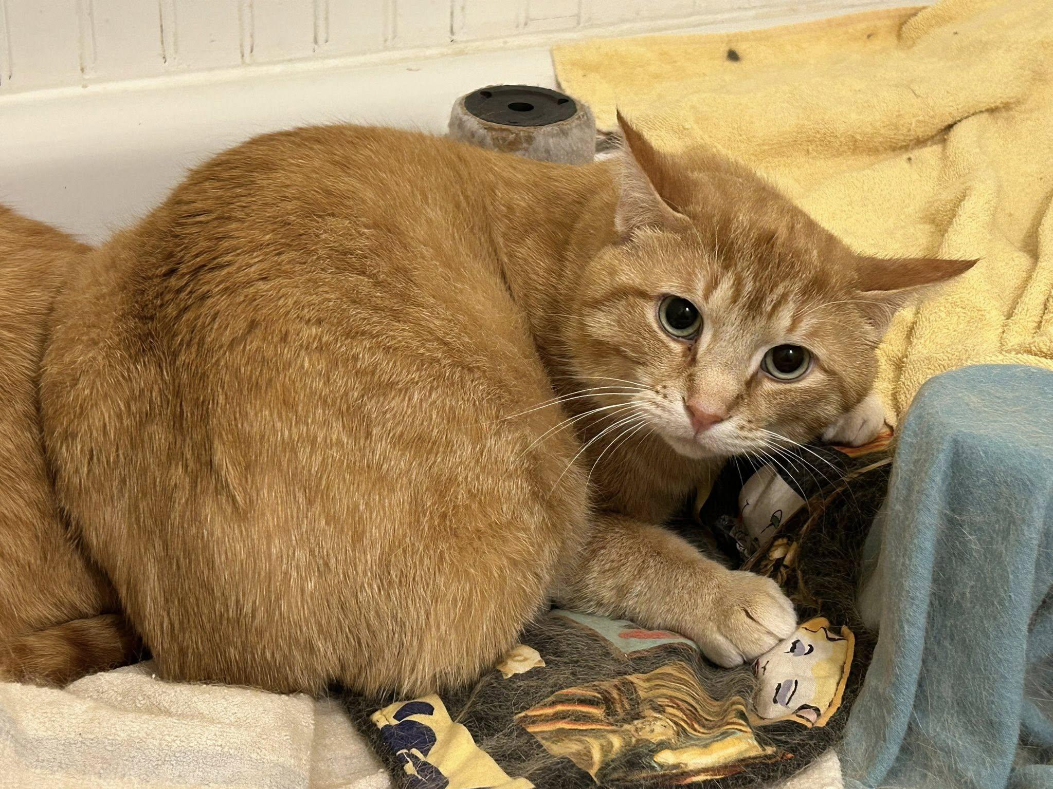 Butter, an adoptable Domestic Short Hair in Spencerville, ON, K0E 1X0 | Photo Image 4