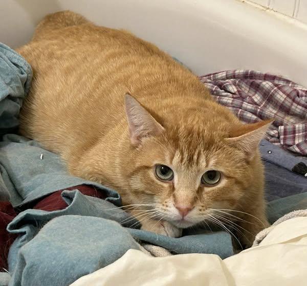 Butter, an adoptable Domestic Short Hair in Spencerville, ON, K0E 1X0 | Photo Image 2
