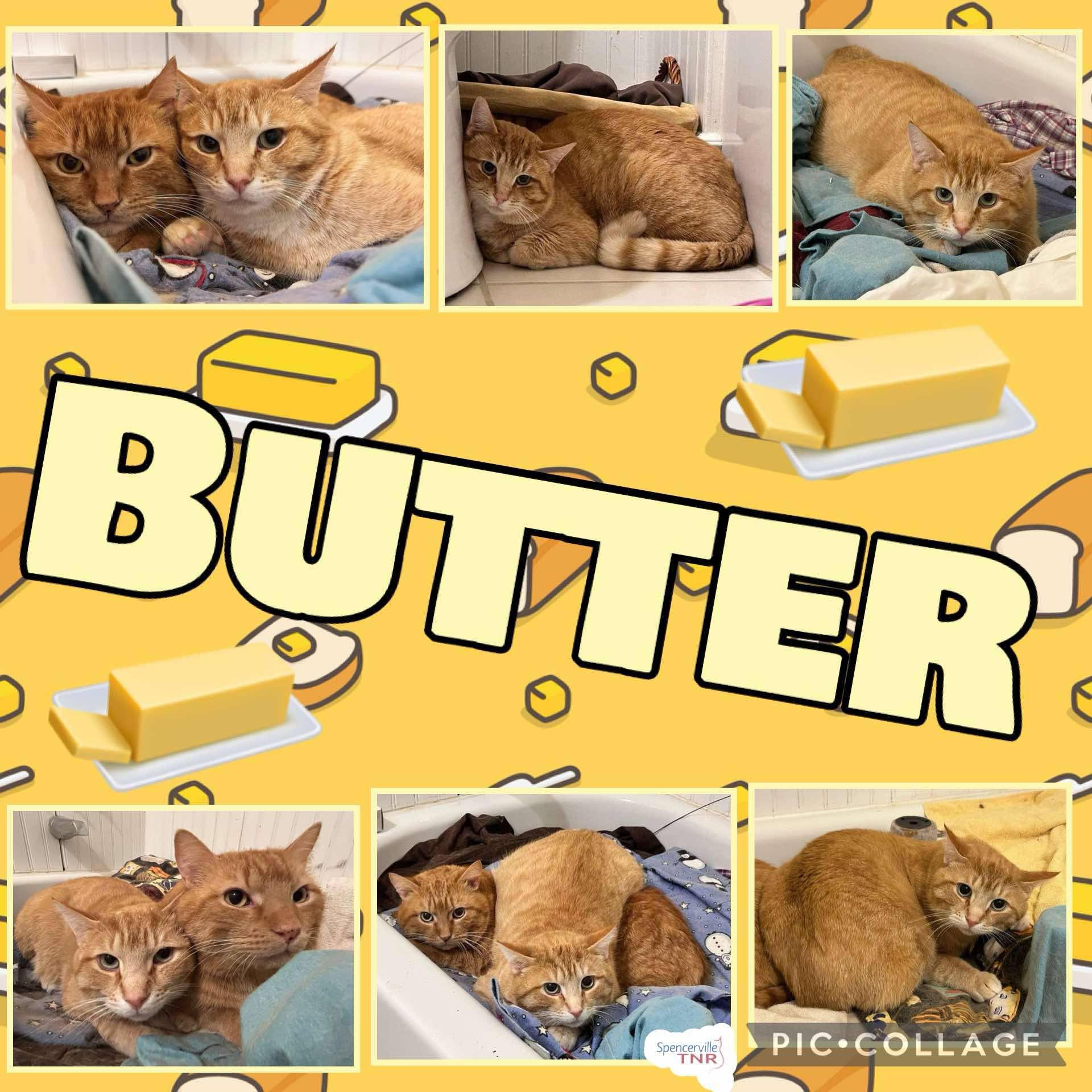 Butter, an adoptable Domestic Short Hair in Spencerville, ON, K0E 1X0 | Photo Image 3