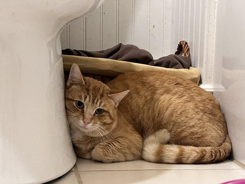 Butter, an adoptable Domestic Short Hair in Spencerville, ON, K0E 1X0 | Photo Image 6
