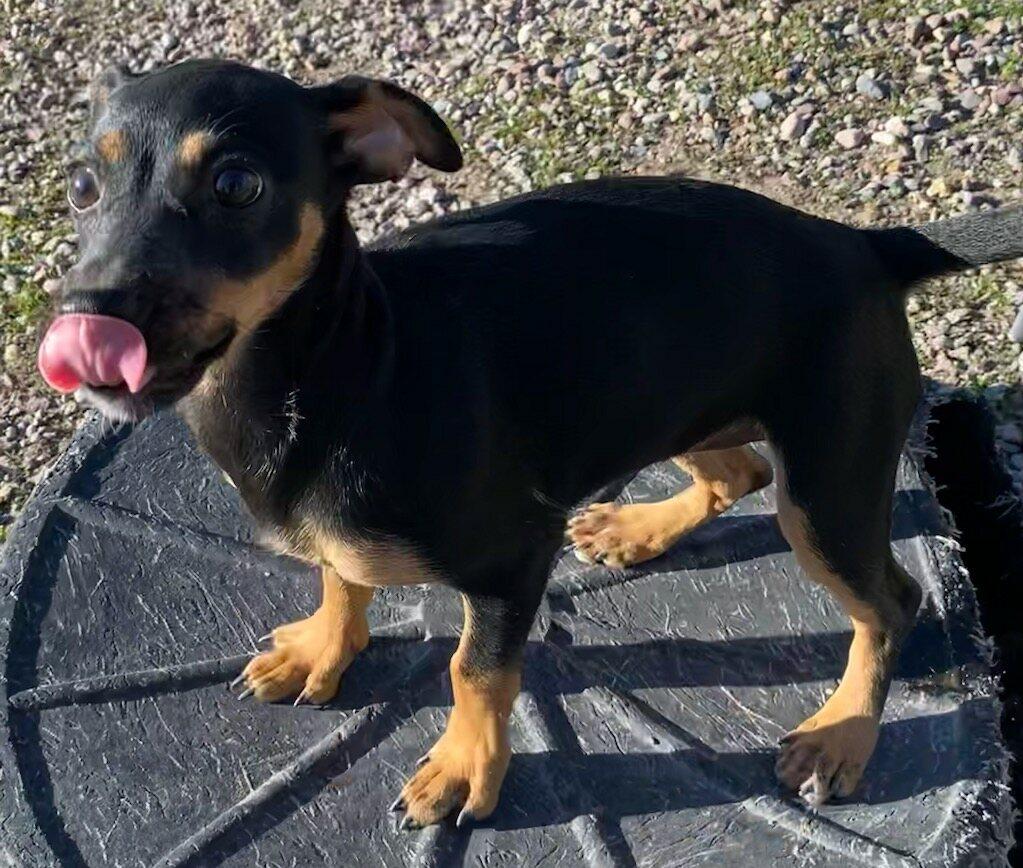 Enlarge Rosie, an adopted mixed breed in Polson, MT image 3/4