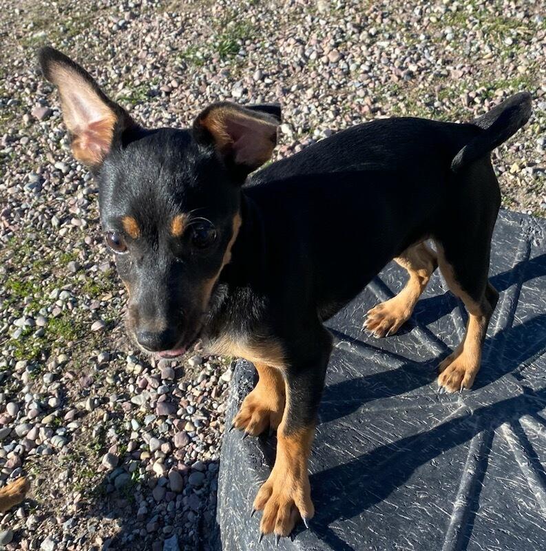 Enlarge Rosie, an adopted mixed breed in Polson, MT image 2/4