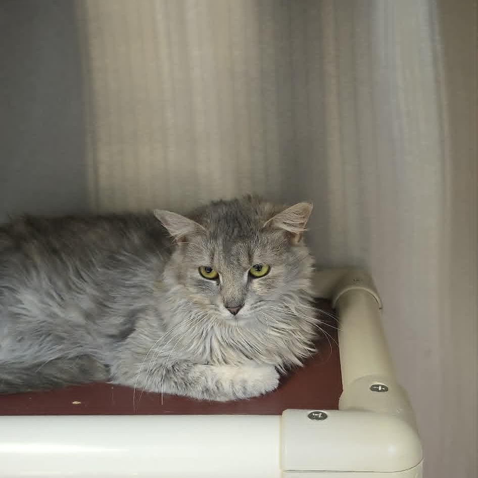 Henrietta, adoptable, Adult Female Domestic Medium Hair.