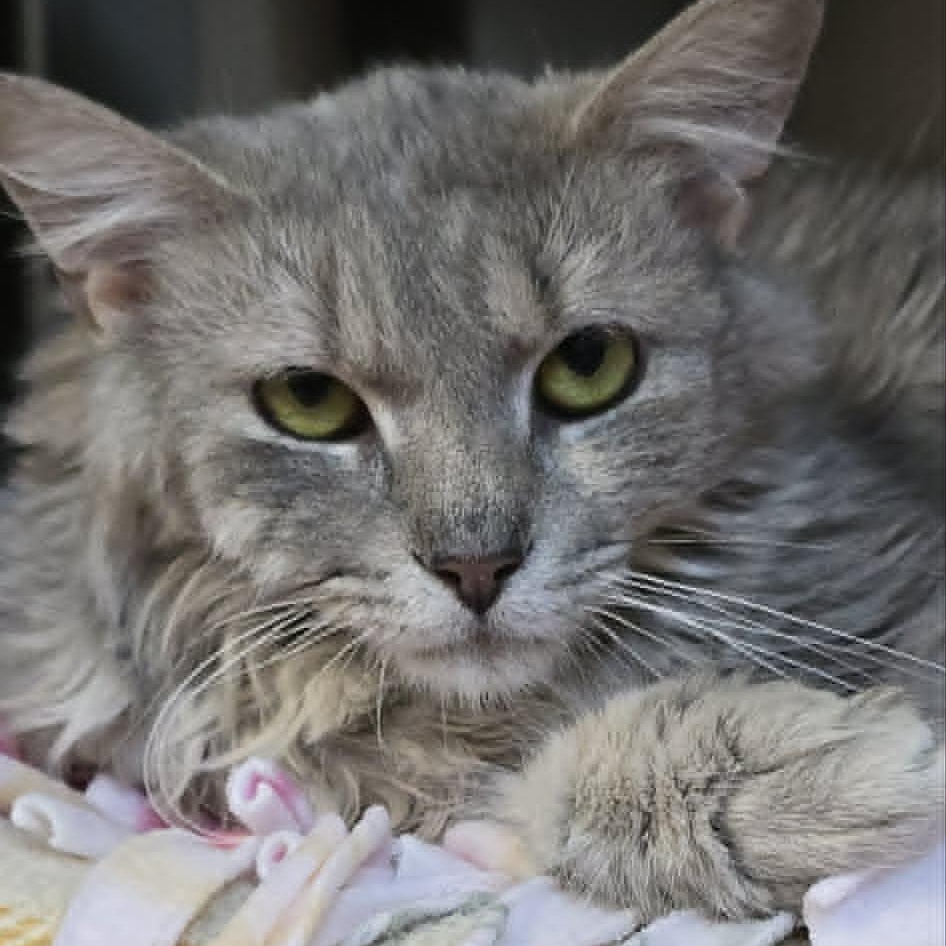 Enlarge Henrietta, an adoptable Domestic Medium Hair in Orange, VA image 2/4