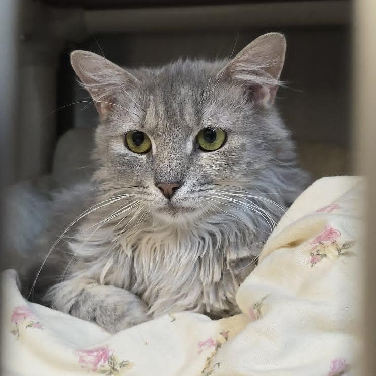 Henrietta, an adoptable Domestic Medium Hair in Orange, VA image 1/5
