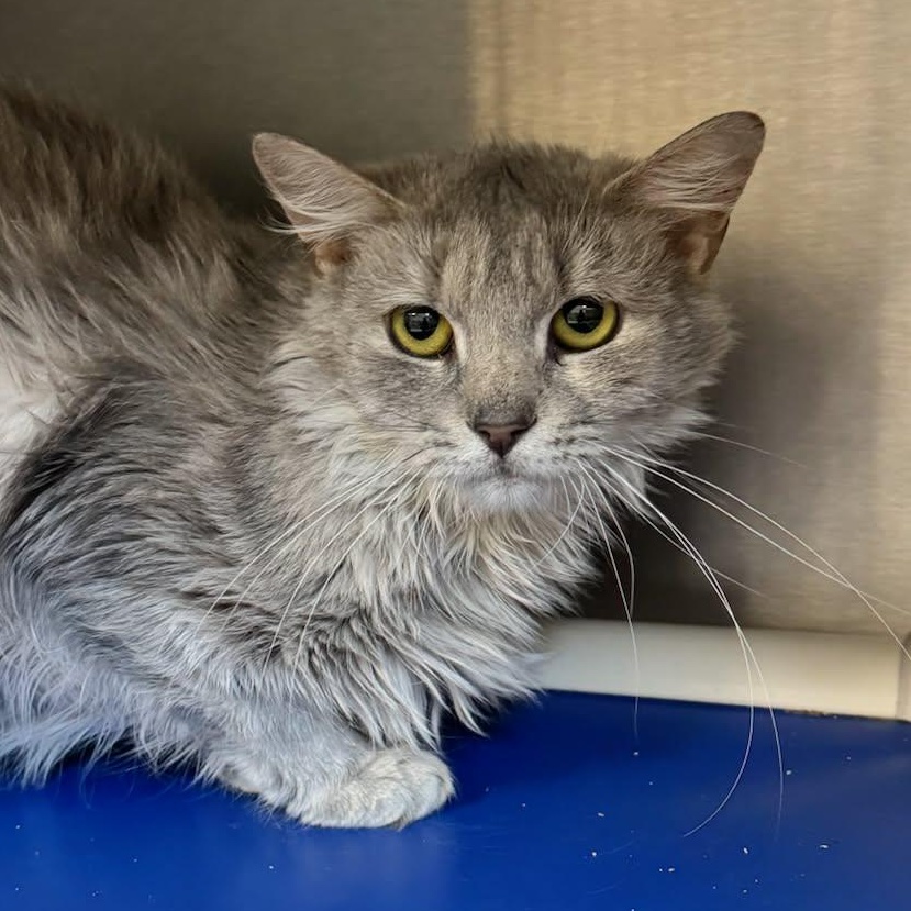 Henrietta, adoptable, Adult Female Domestic Medium Hair.