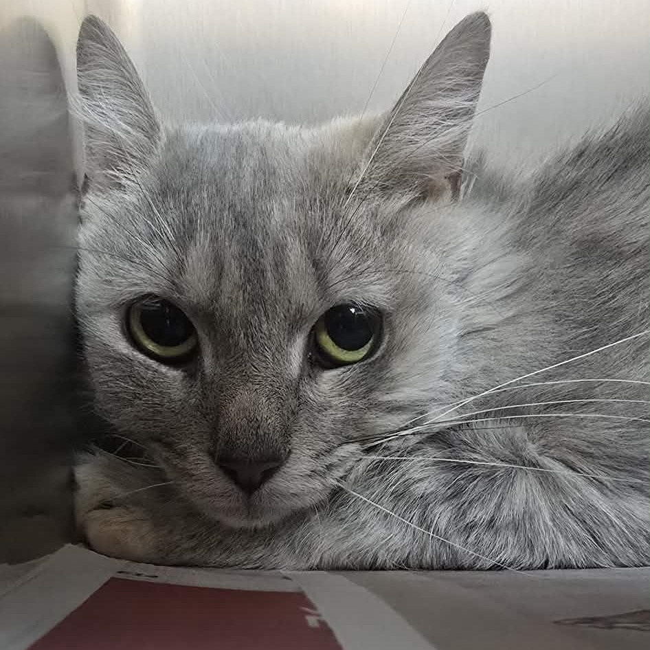 Henrietta, adoptable, Adult Female Domestic Short Hair.