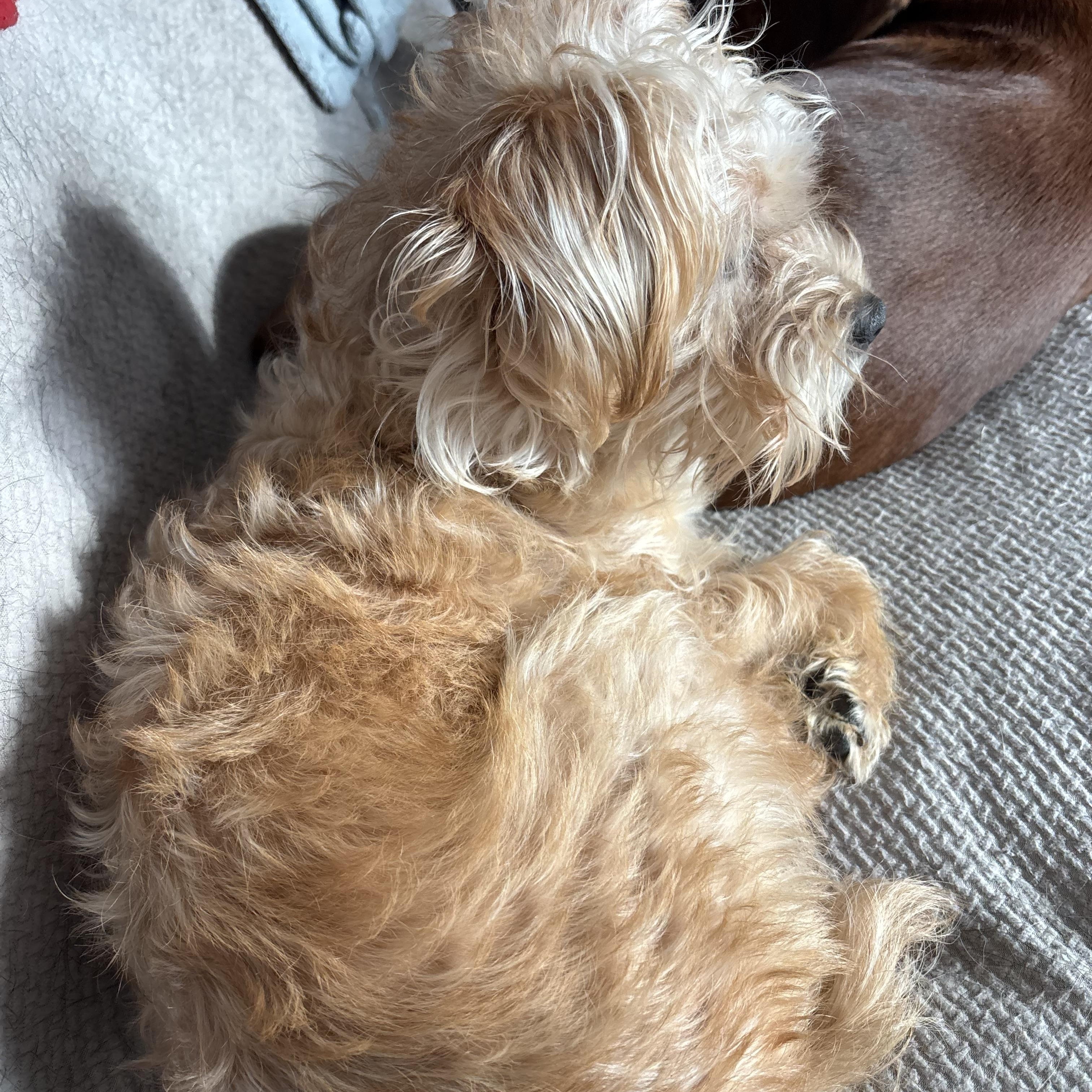Enlarge Poncho, a Adoptable Yorkshire Terrier in Albion, MI image 5/6