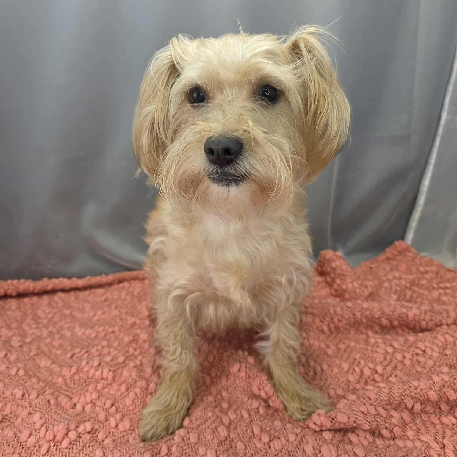 Poncho, Adoptable, Adult Male Yorkshire Terrier.