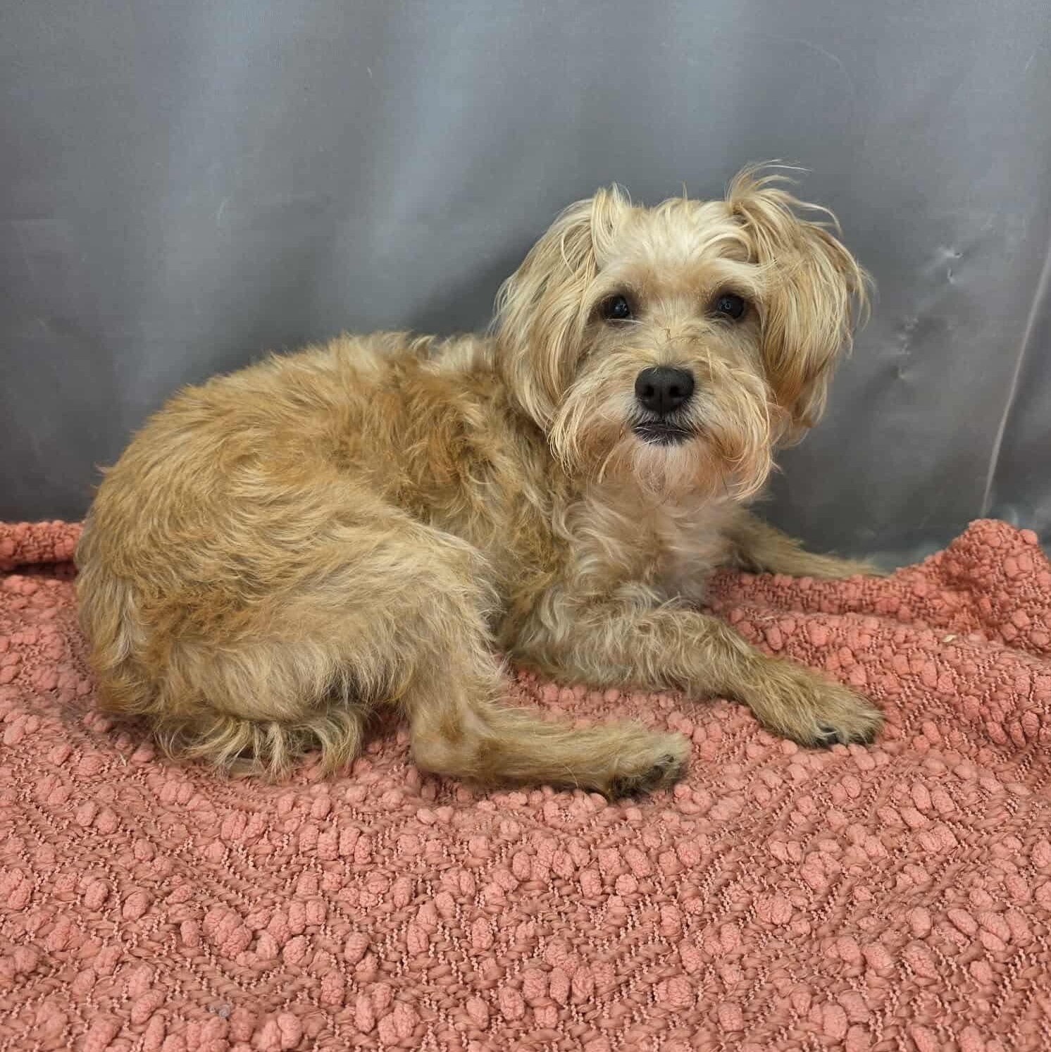 Enlarge Poncho, a Adoptable Yorkshire Terrier in Albion, MI image 3/6