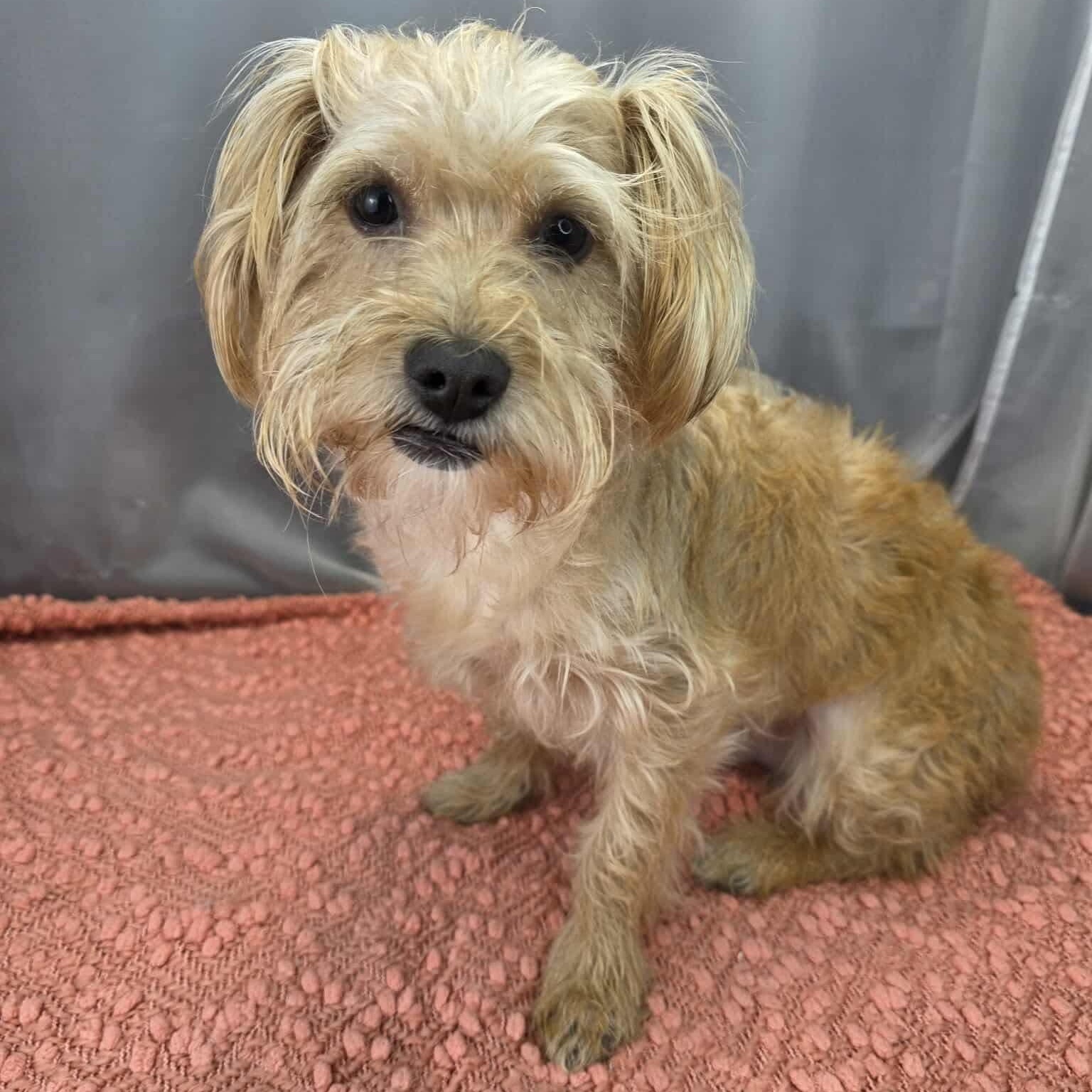 Enlarge Poncho, a Adoptable Yorkshire Terrier in Albion, MI image 4/6