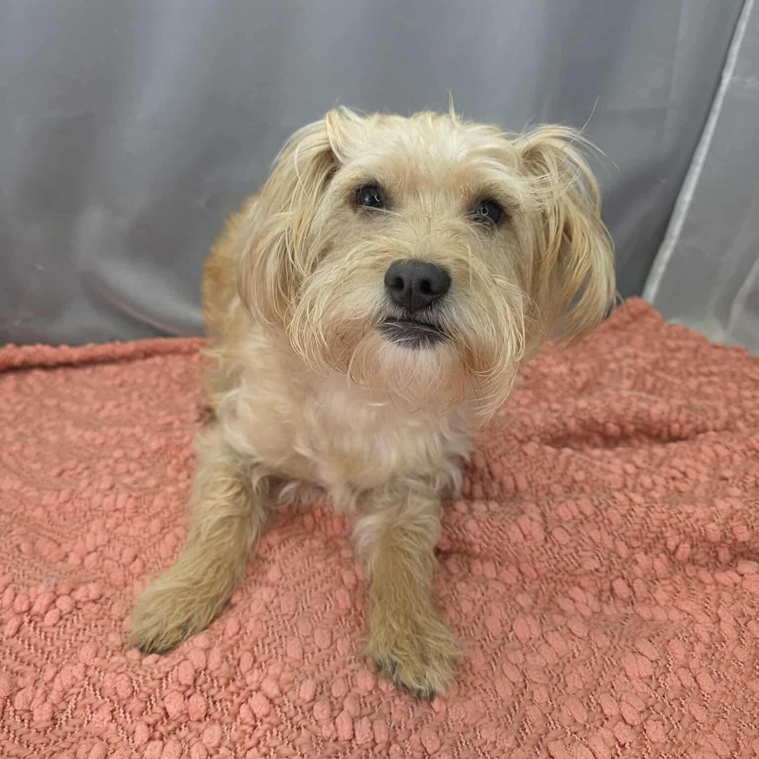 Enlarge Poncho, a Adoptable Yorkshire Terrier in Albion, MI image 6/6