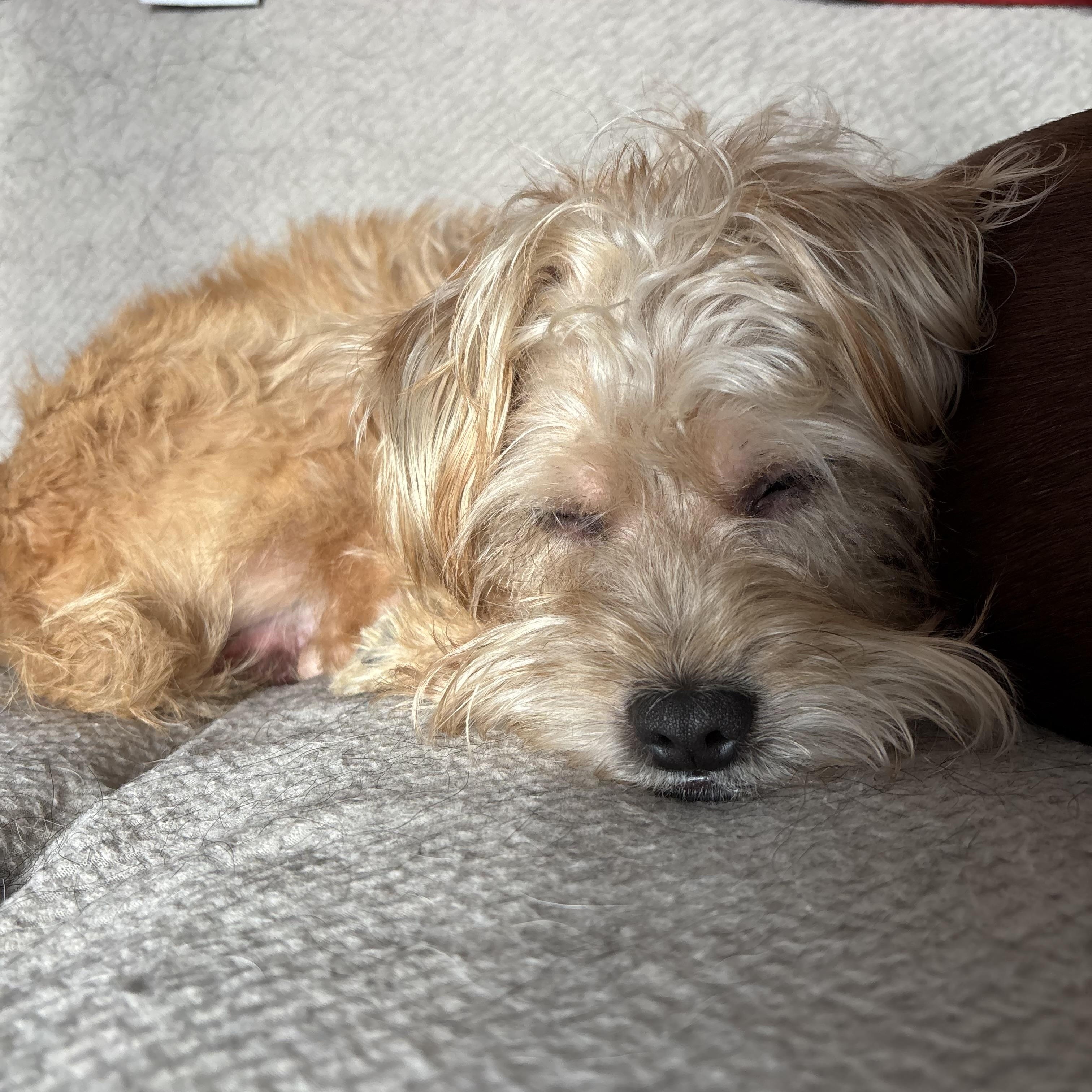 Enlarge Poncho, a Adoptable Yorkshire Terrier in Albion, MI image 2/6