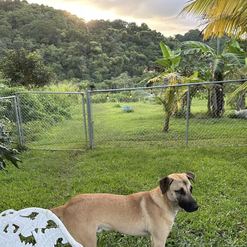 Jack, Adoptable, Young Male Mixed Breed.