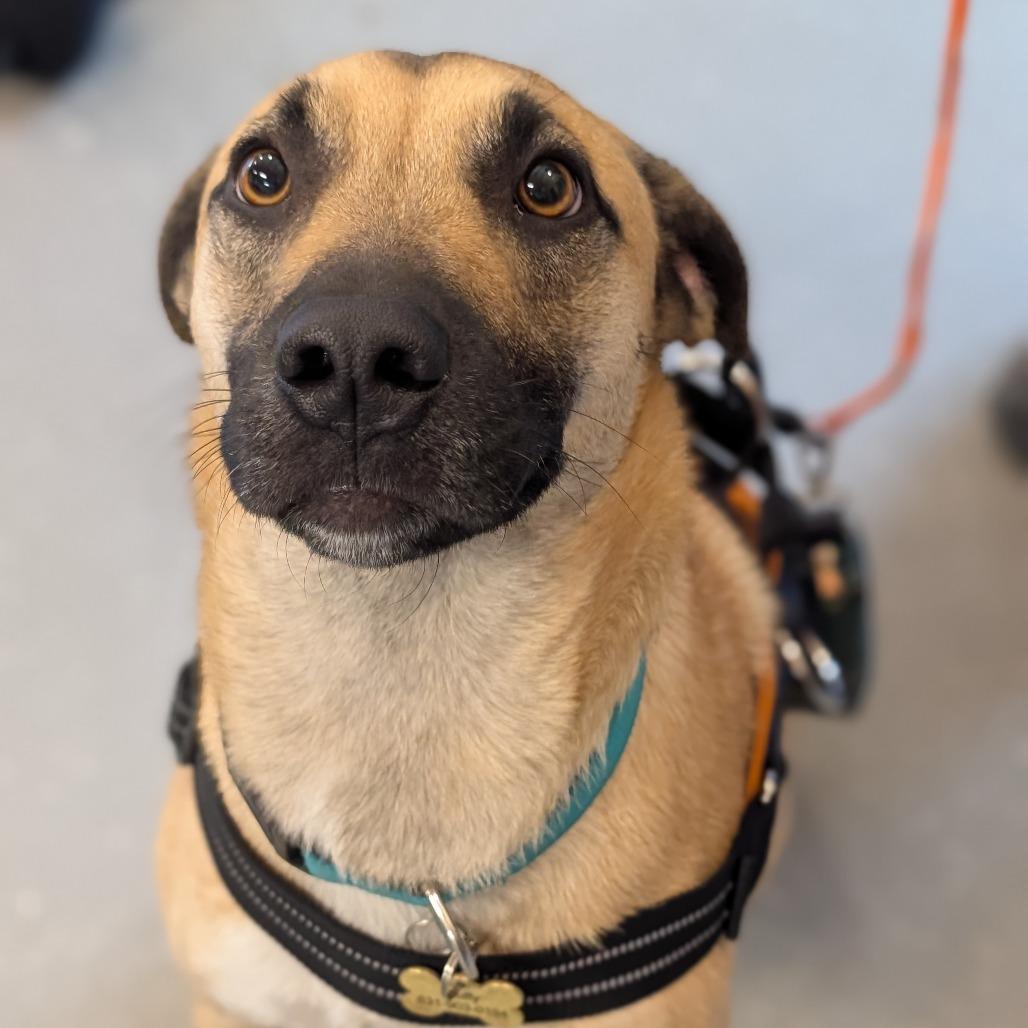 Enlarge Jack, a Adoptable Mixed Breed in Asheville, NC image 2/6