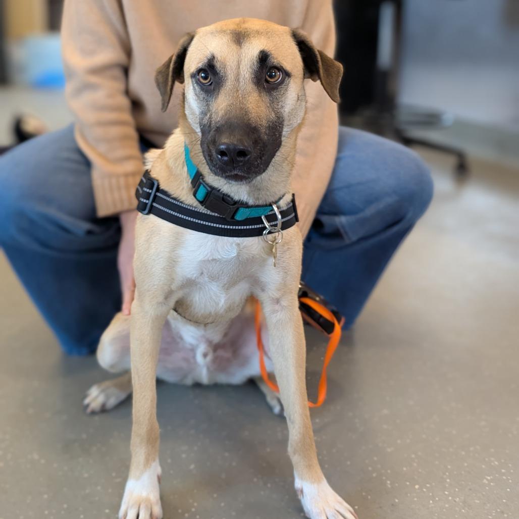 Enlarge Jack, a Adoptable Mixed Breed in Asheville, NC image 3/6