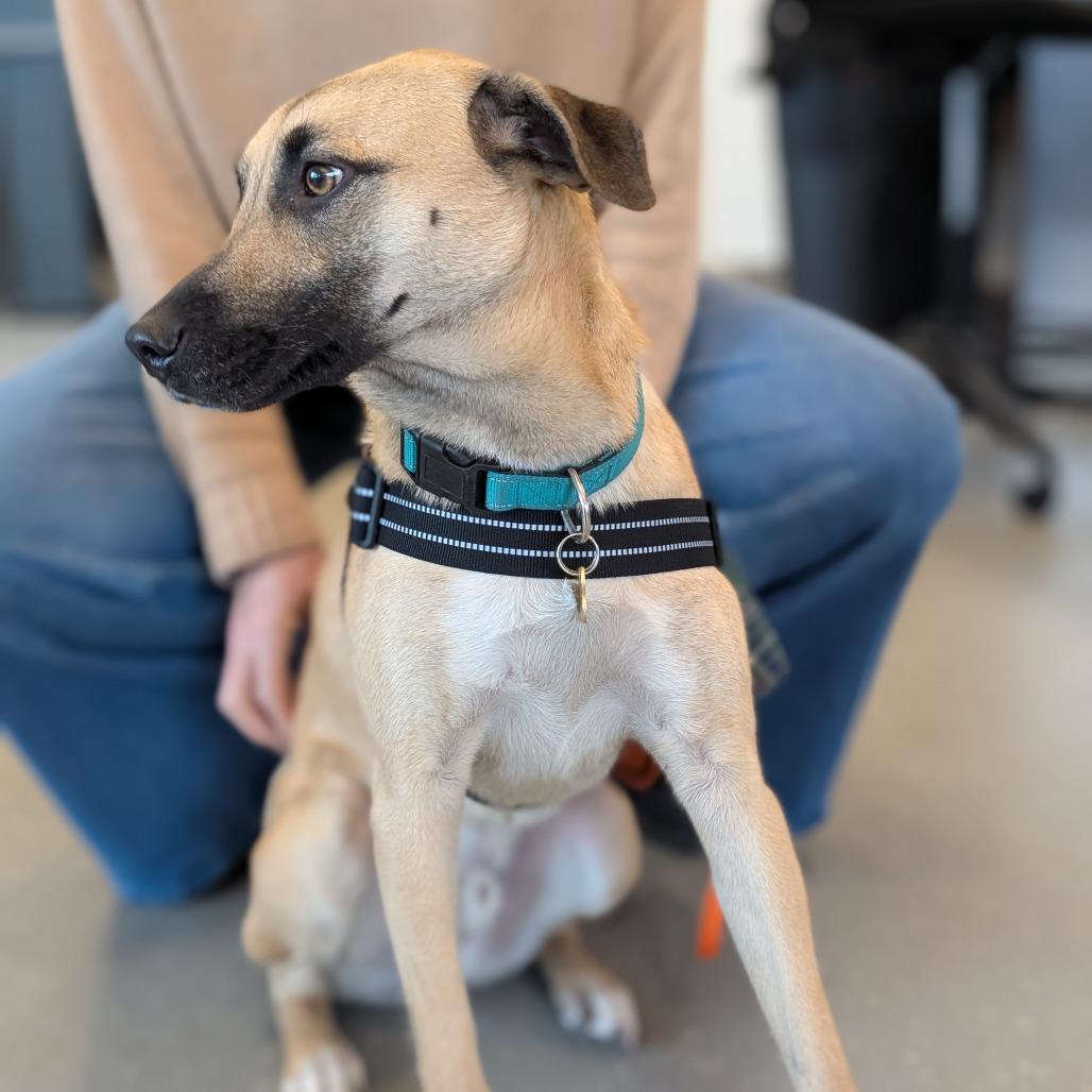 Enlarge Jack, a Adoptable Mixed Breed in Asheville, NC image 4/6