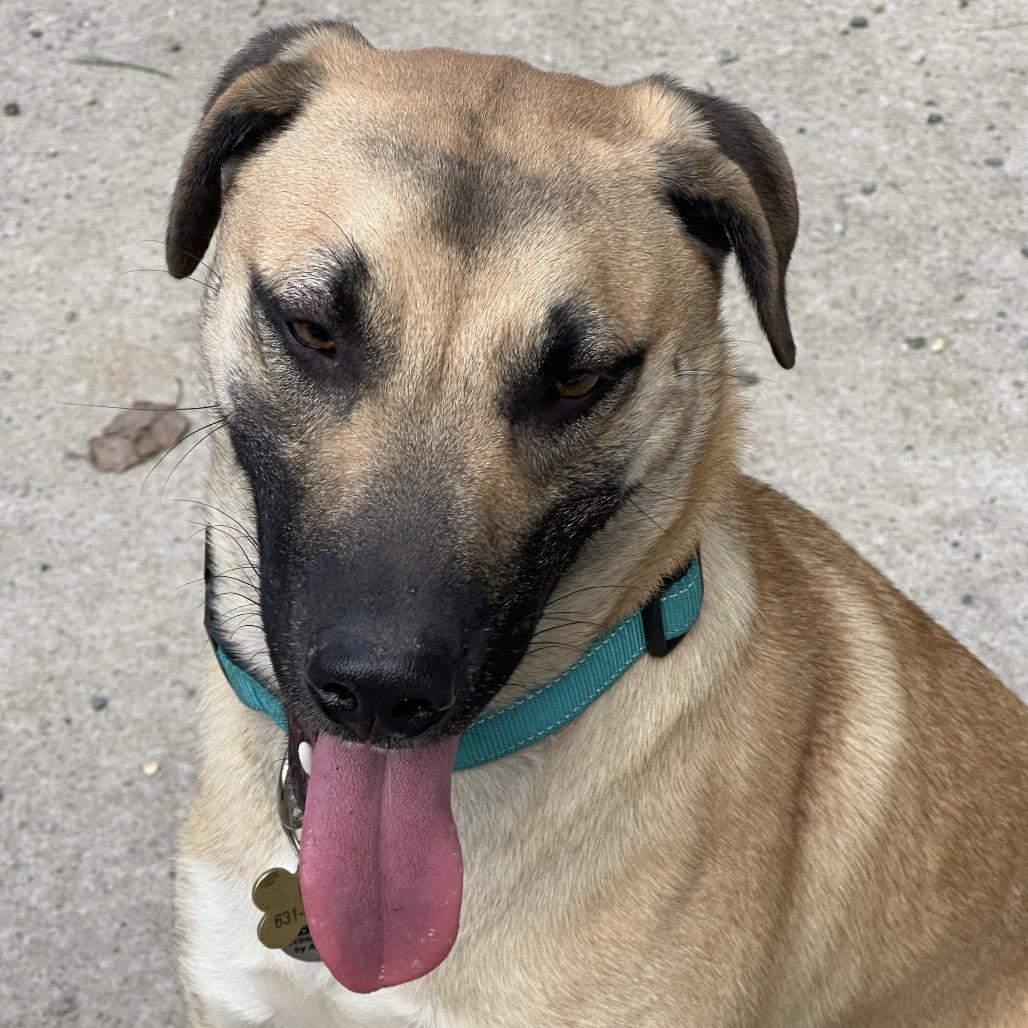 Enlarge Jack, a Adoptable Mixed Breed in Asheville, NC image 5/6