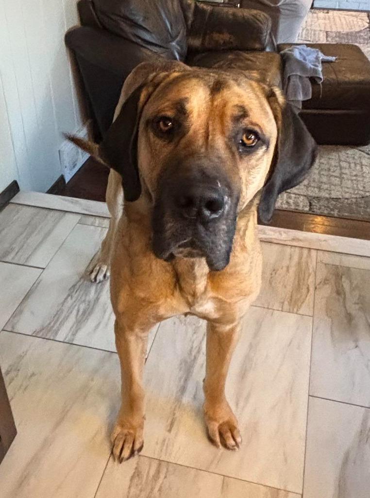 Jack $475, Adoptable, Adult Male Great Dane.