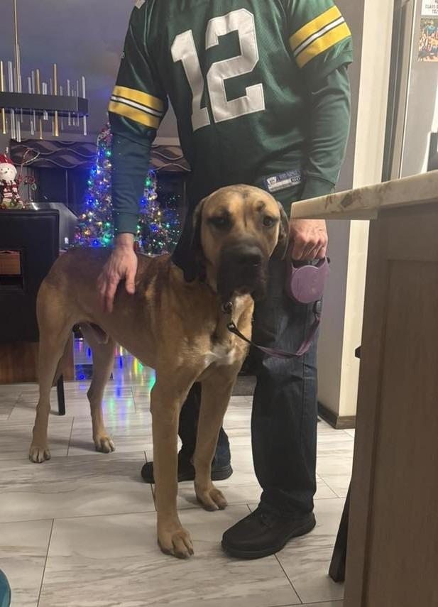 Enlarge Jack $475, a Adoptable mixed breed in Milwaukee, WI image 2/6