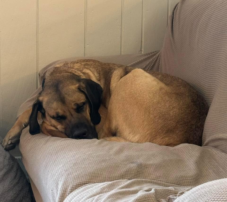 Enlarge Jack $475, a Adoptable mixed breed in Milwaukee, WI image 3/6