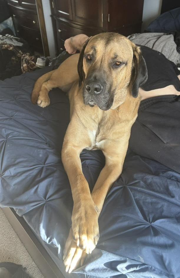 Enlarge Jack $475, a Adoptable mixed breed in Milwaukee, WI image 4/6