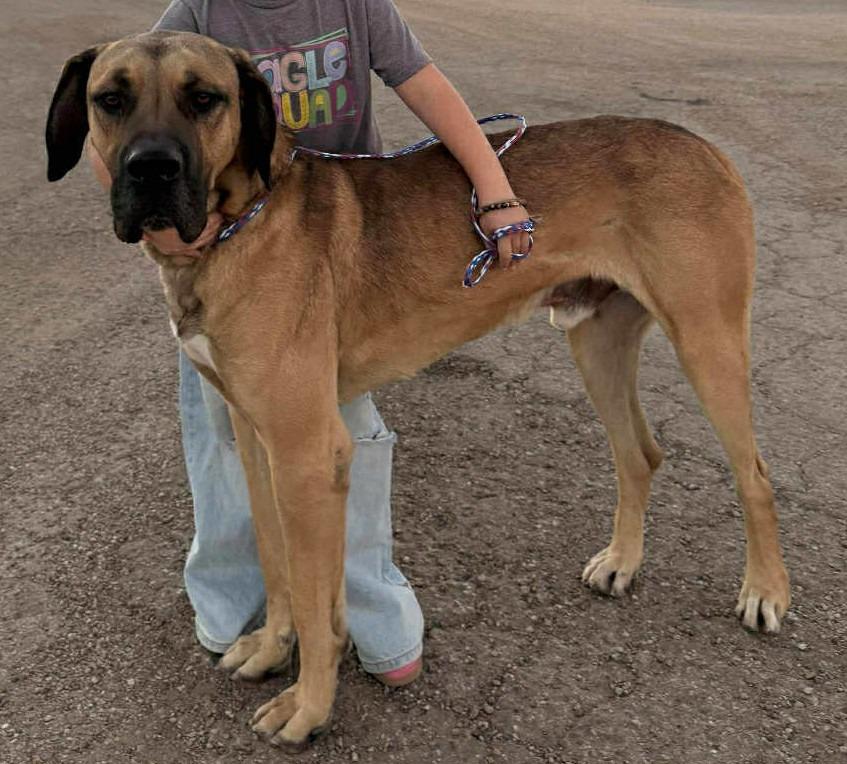 Enlarge Jack $475, a Adoptable mixed breed in Milwaukee, WI image 5/6