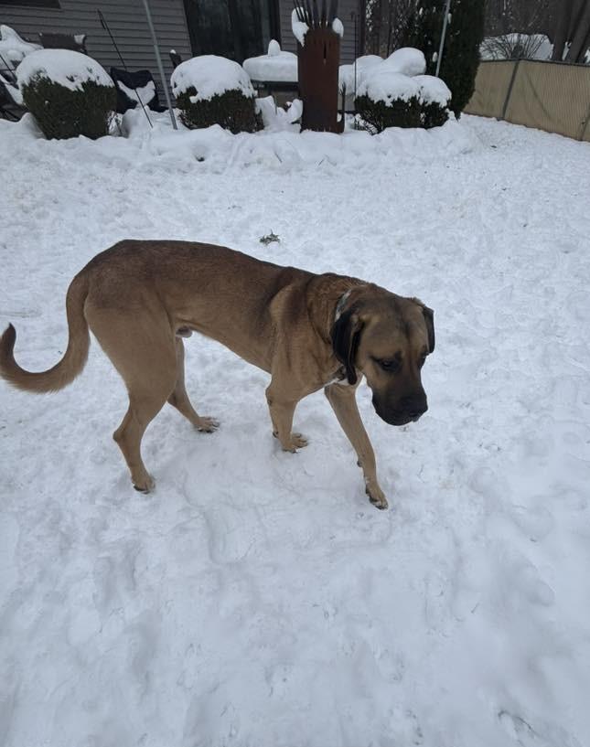 Enlarge Jack $475, a Adoptable mixed breed in Milwaukee, WI image 6/6