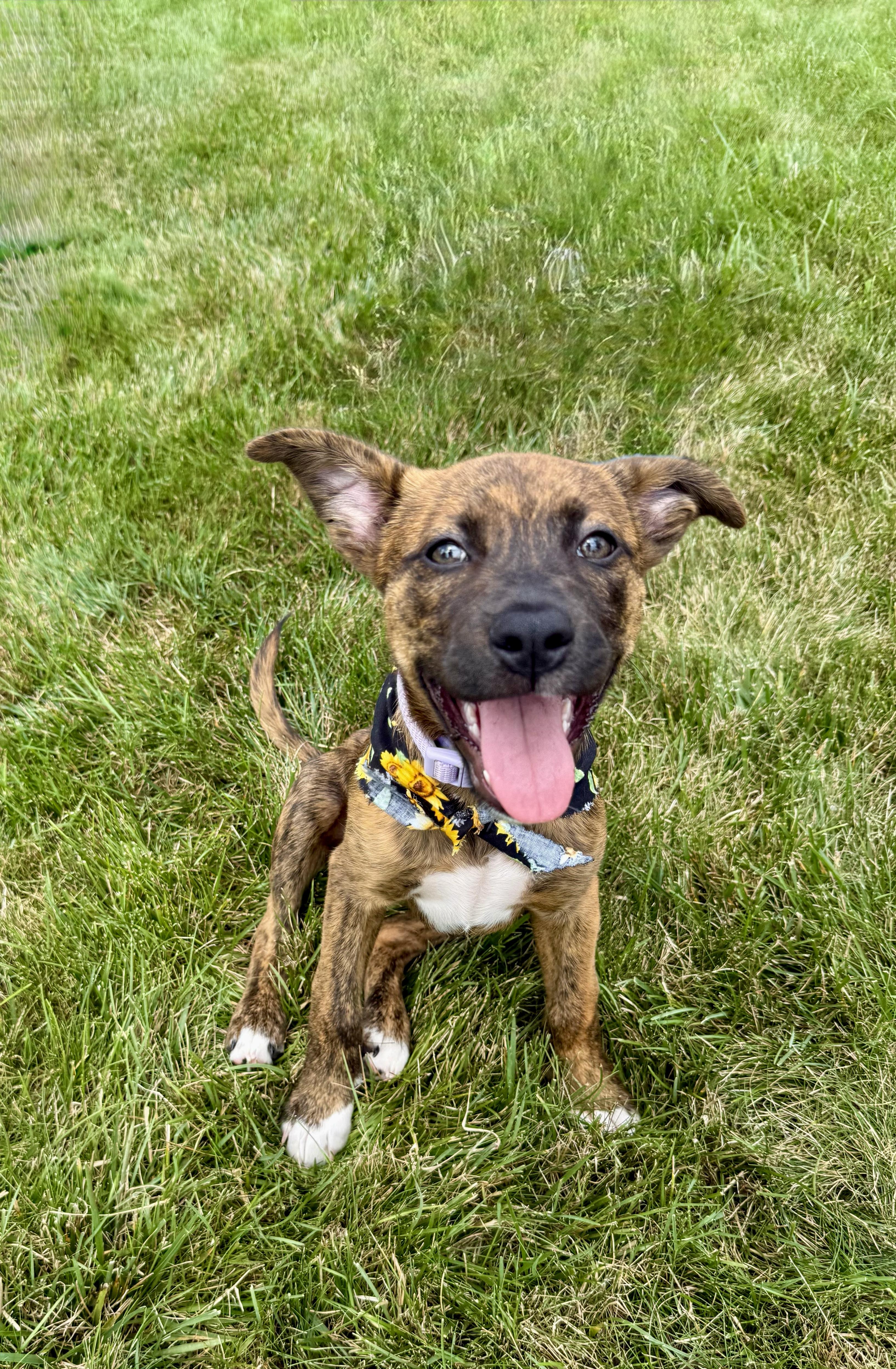 Enlarge Juno, a Adopted Mixed Breed in Valparaiso, IN image 1/1