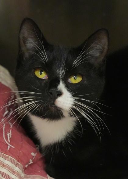 Tracy 60028, Adoptable, Young Male Domestic Short Hair & Domestic Short Hair.