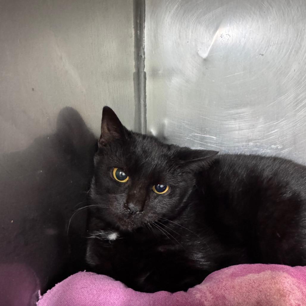 Enlarge Cheryl, a Adoptable Domestic Short Hair in Ridgely, MD image 1/1