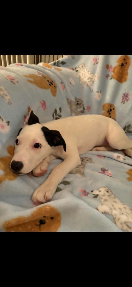 Enlarge Yeti, a Adoptable mixed breed in Gillsville, GA image 1/5