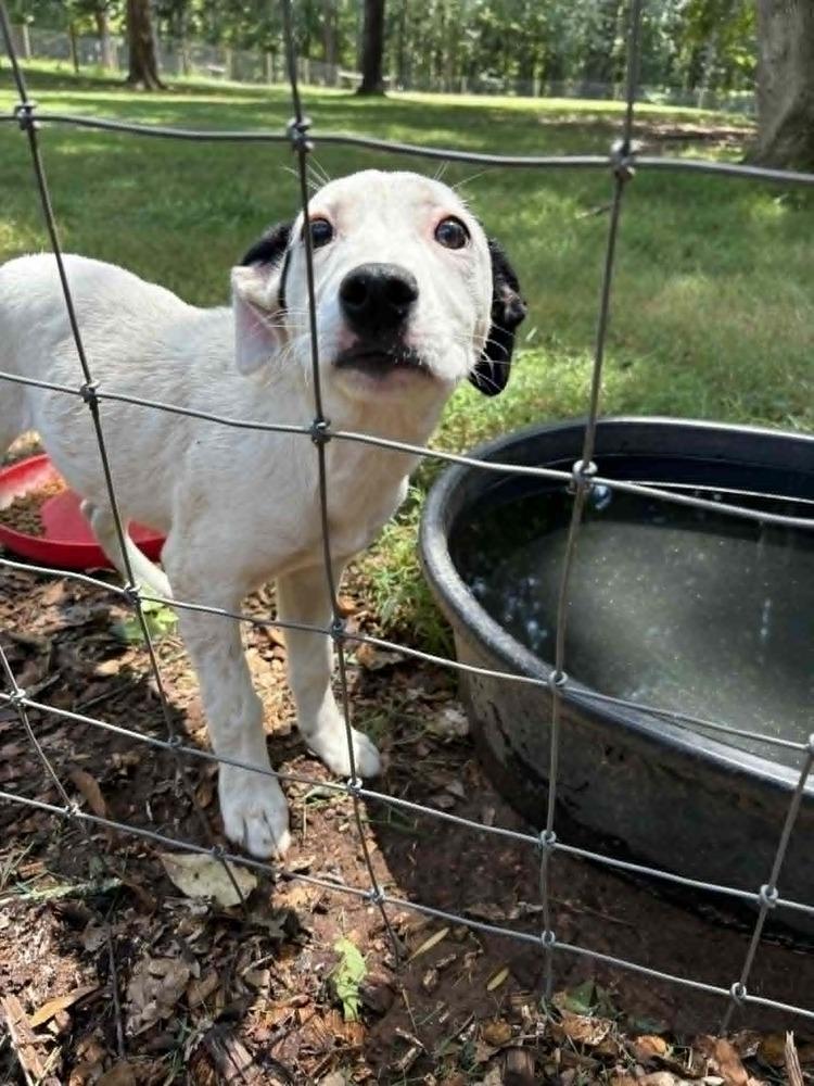 Enlarge Yeti, a Adoptable mixed breed in Gillsville, GA image 2/5