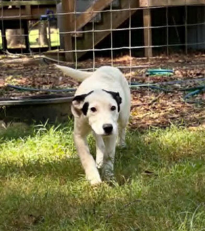 Enlarge Yeti, a Adoptable mixed breed in Gillsville, GA image 4/5