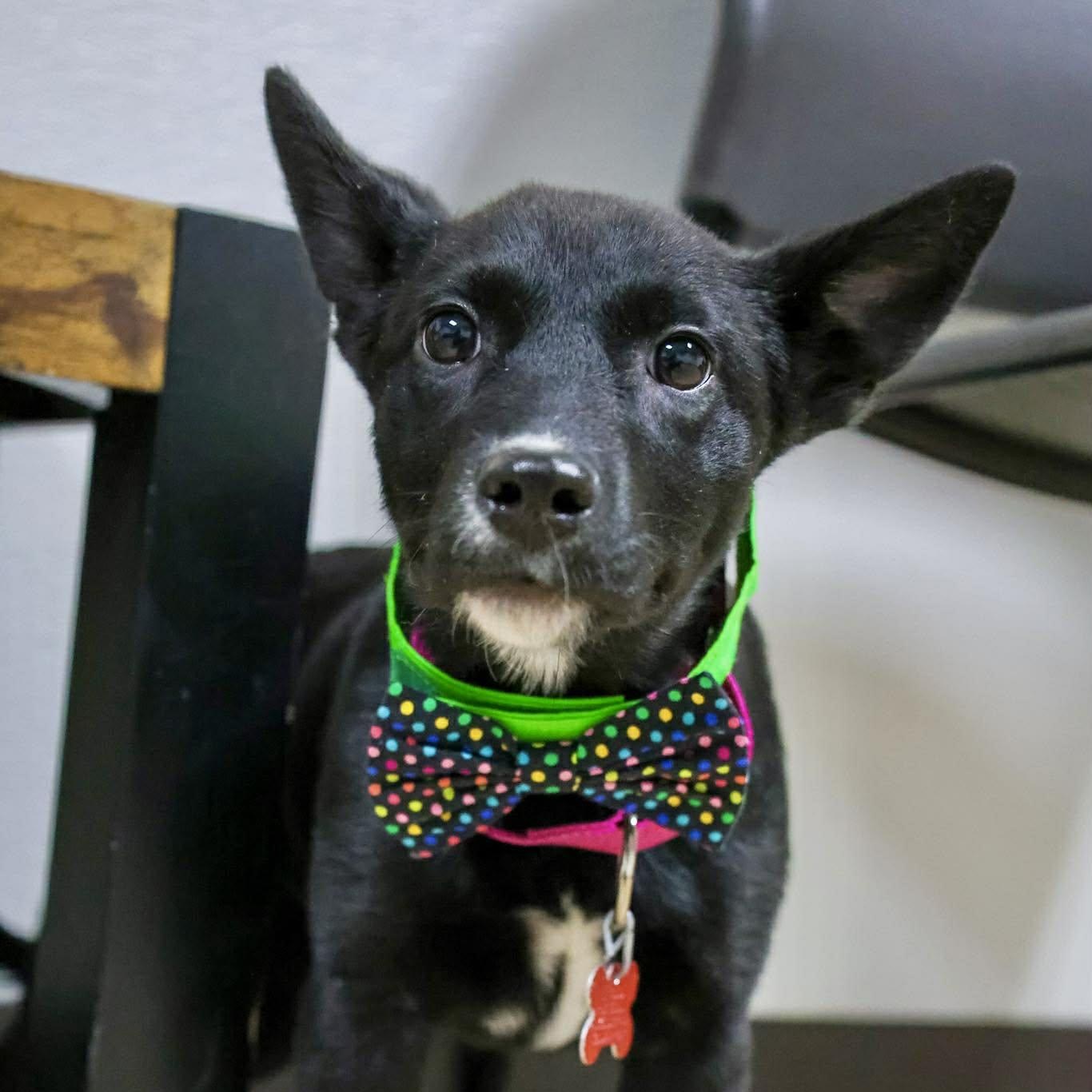 Enlarge Polka Dots, an adopted mixed breed in Valparaiso, IN image 1/1
