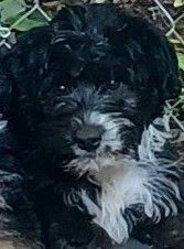 Jumpin Jax, a Adoptable mixed breed in Chattanooga, TN image 1/8