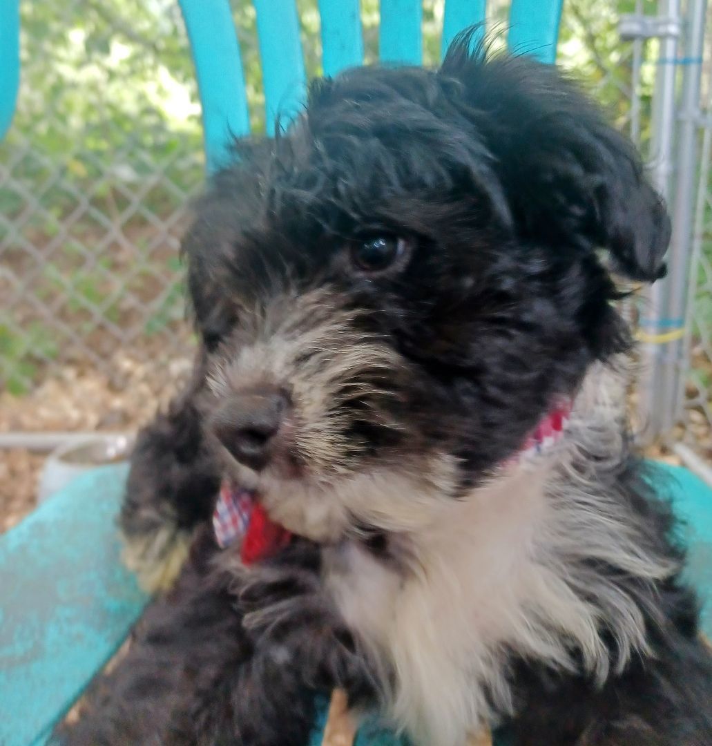 Jumpin Jax, a Adoptable mixed breed in Chattanooga, TN image 2/8