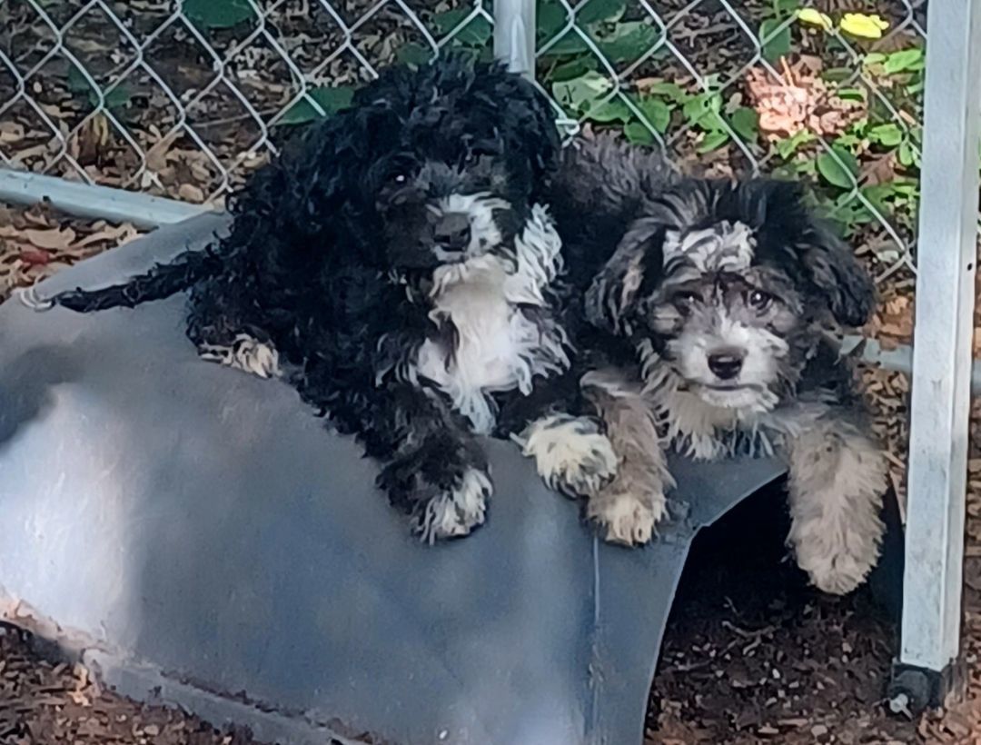 Jumpin Jax, a Adoptable mixed breed in Chattanooga, TN image 3/8